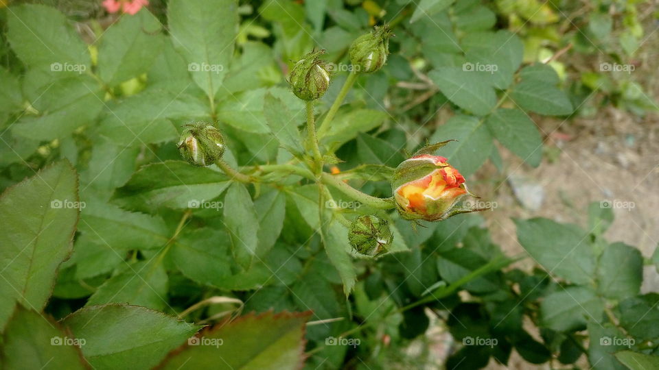 Flower is a fragrance and not an allergic instrument