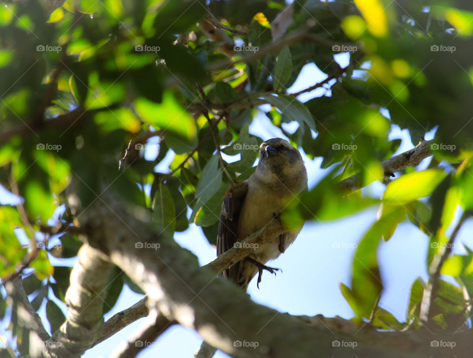 Cape sparrow sitting in the tree