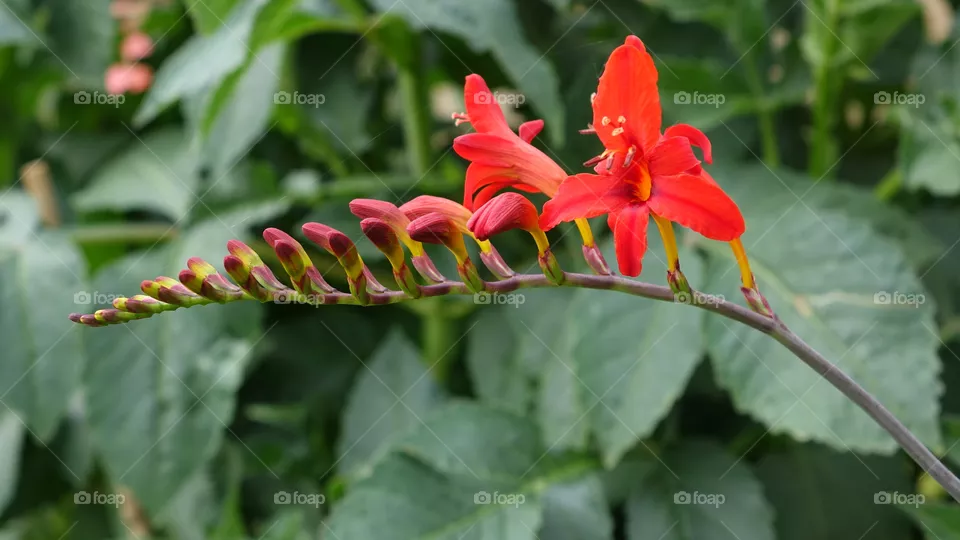 Flowers