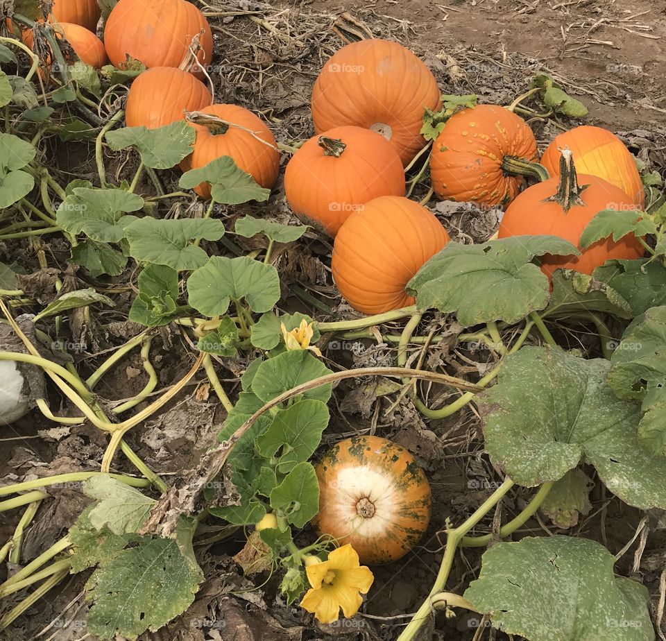  Squash flower and pumpkins 