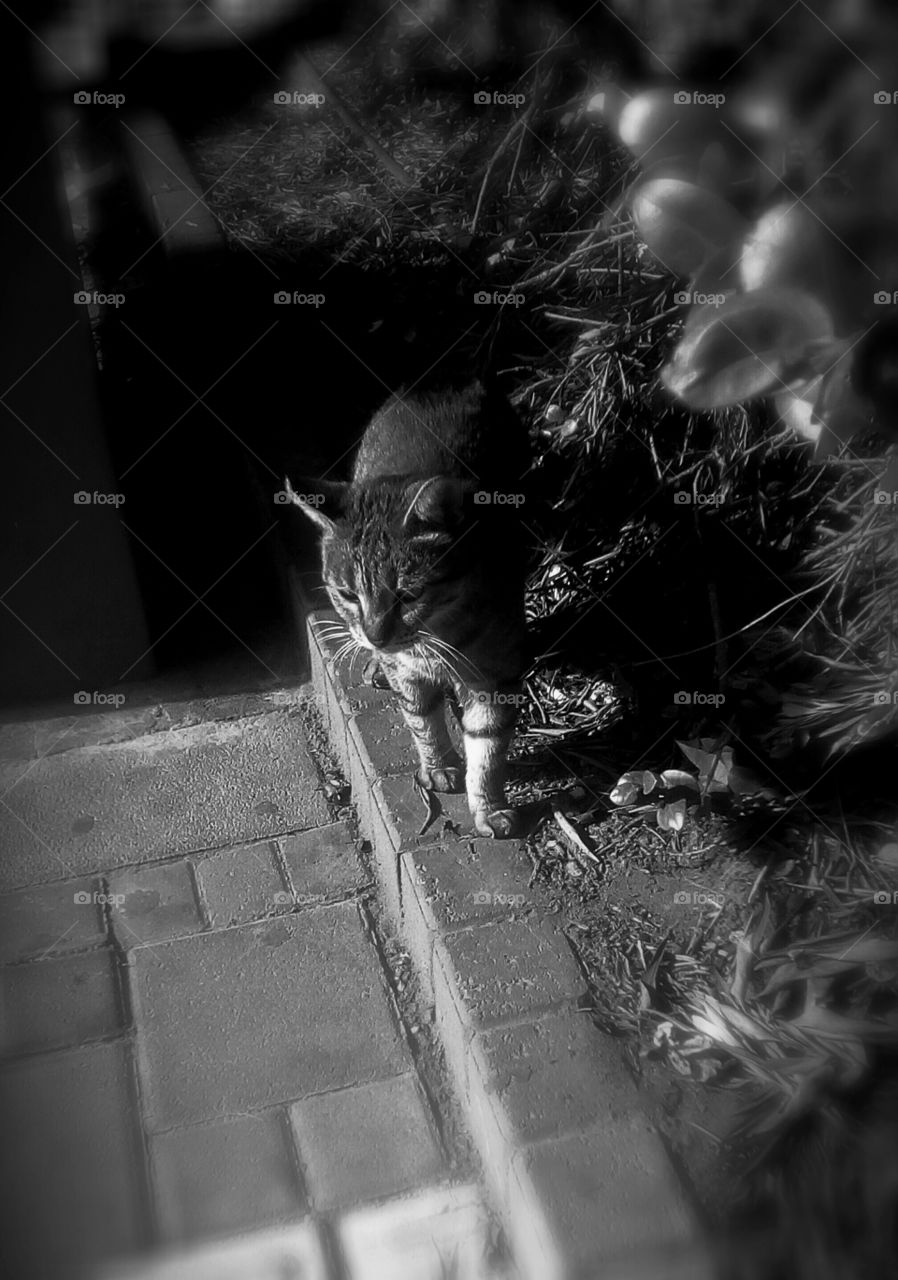 One wild cat walking outdoors