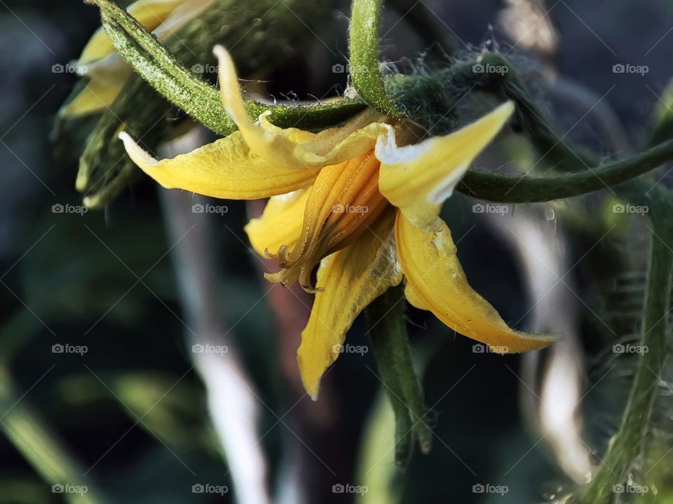 Macro photo of green grass growing in the garden