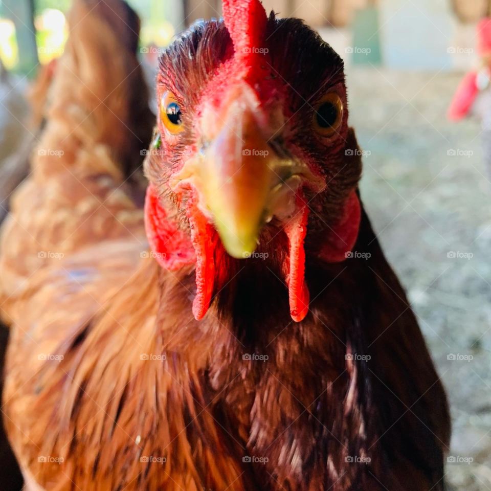 Chicken close up