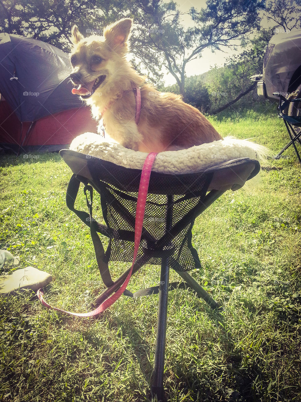 camping dog