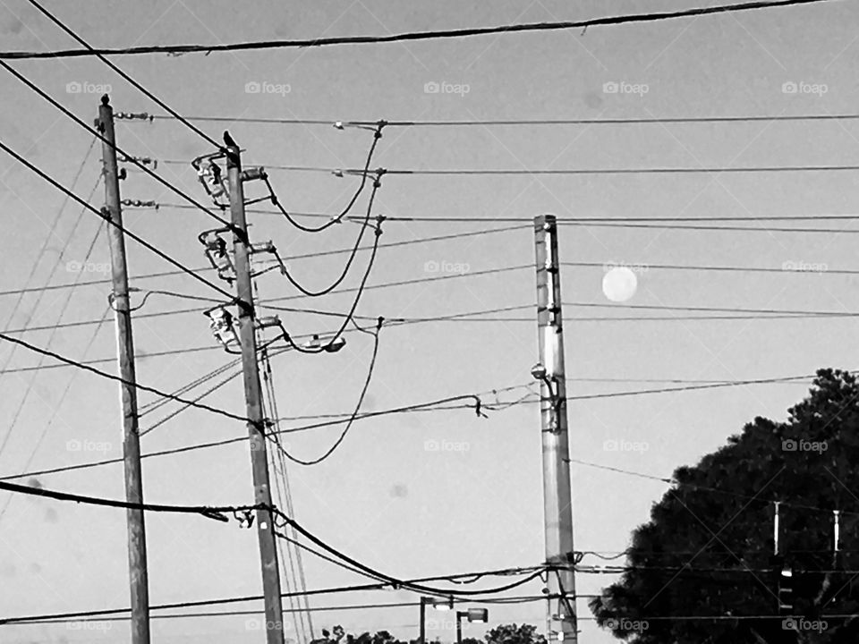 Luna on a powerline in black and white 