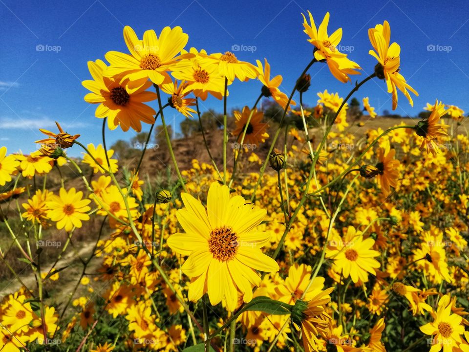 Yellow flowers of the Jerusalem artichoke tuber