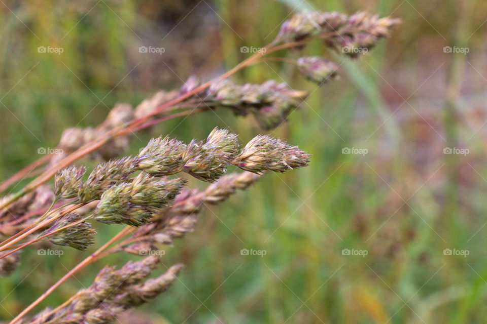 Macro of wild plant in Norway 