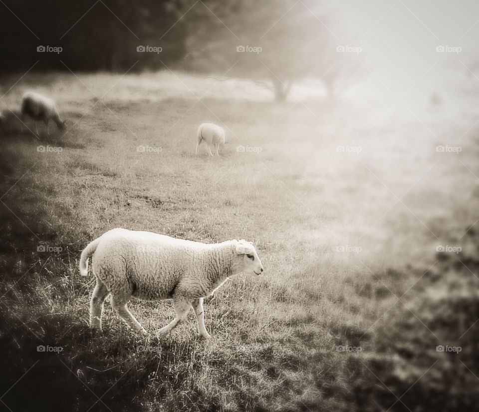 Sheep in late afternoon sun.
