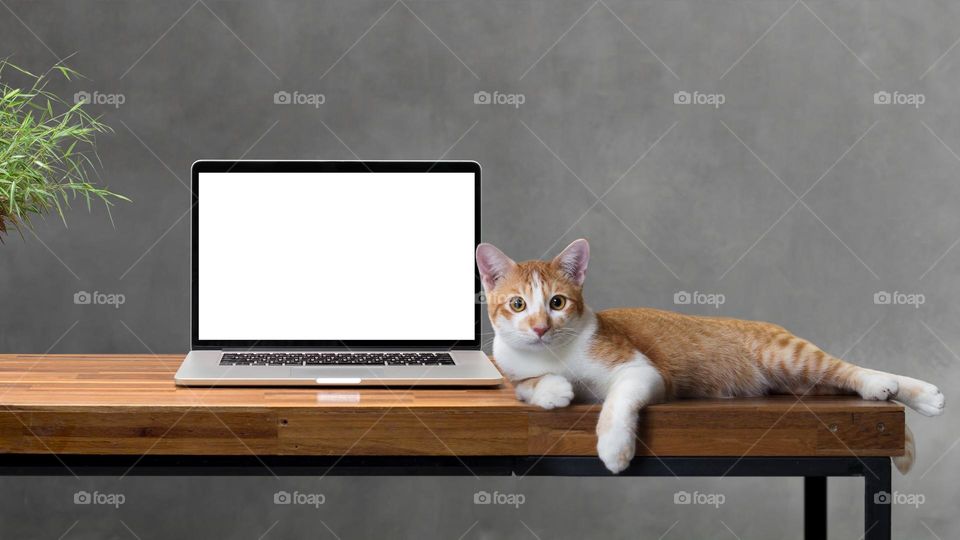This ginger and white feline might seem like the ideal office aide yet it's horrible at composing.
