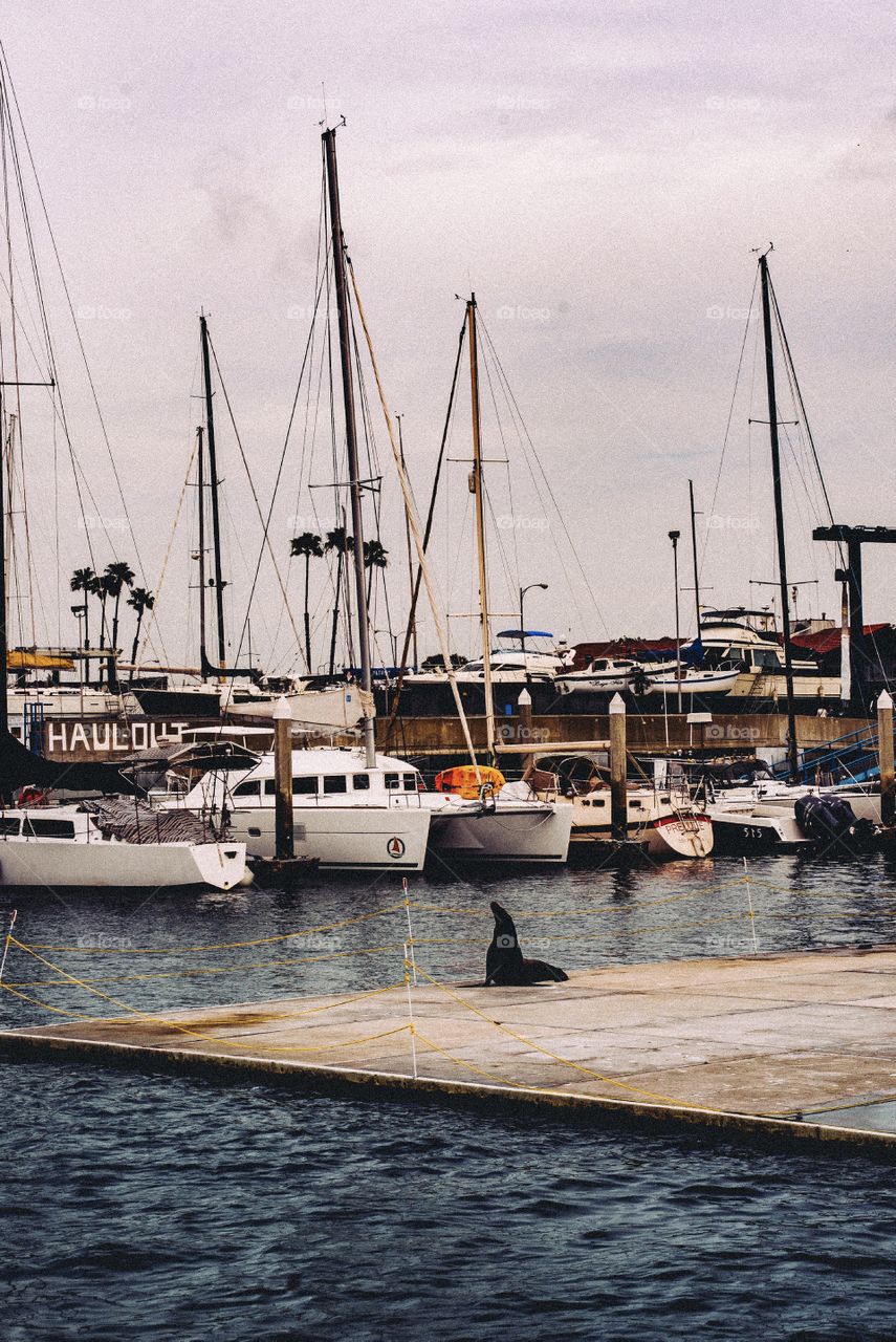 Lone Sea Lion hanging out in Marina Del Rey Harbor 
