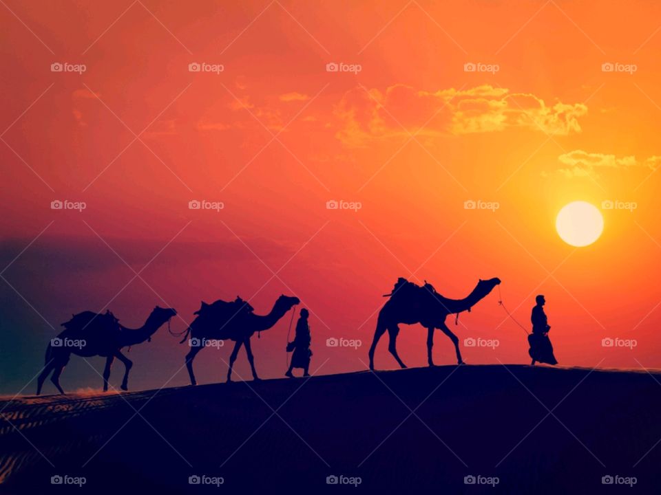 Vintage retro effect filtered hipster style image of Rajasthan travel background - two indian cameleers (camel drivers) with camels silhouettes in dunes of Thar desert on sunset. Rajasthan, India - Image