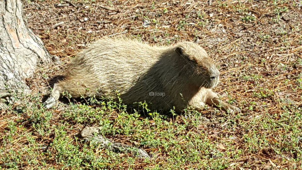 capybara