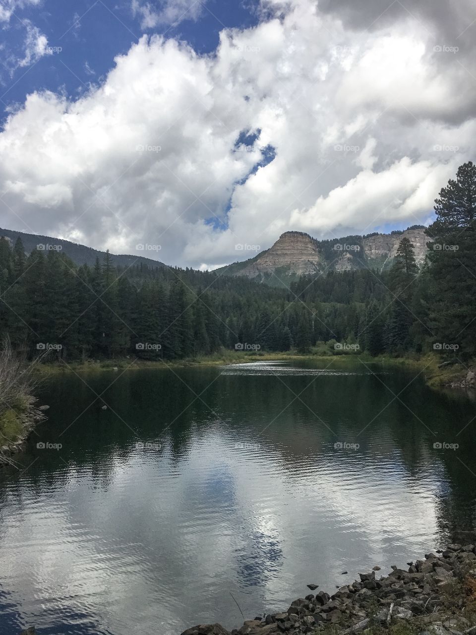 Reflection of trees in lake