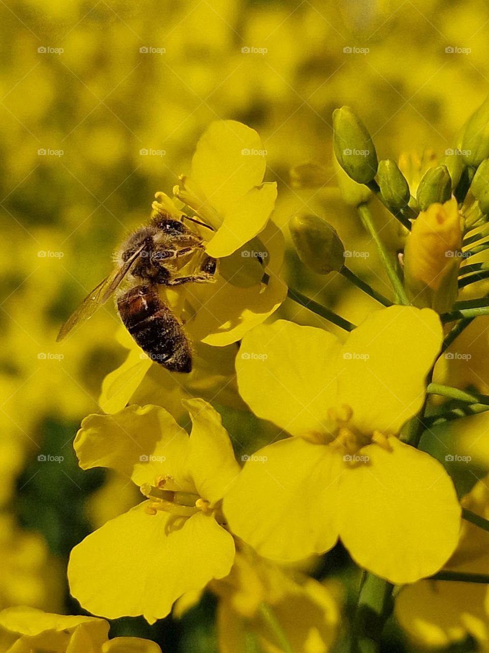 bee collecting pollen from rapeseed