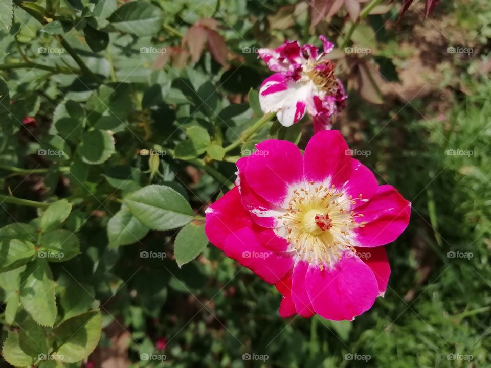 If you are crazy for flowers.. Here you go.. Enjoy 🌺🌼🌻🌹🏵️💮