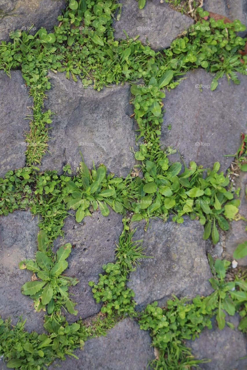 Wild plant growth between pavement stones 