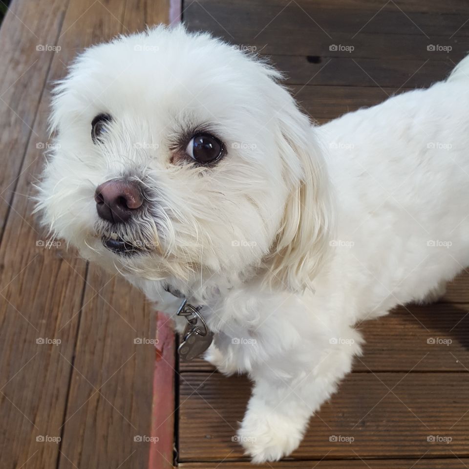 cute Maltese shitzu dog