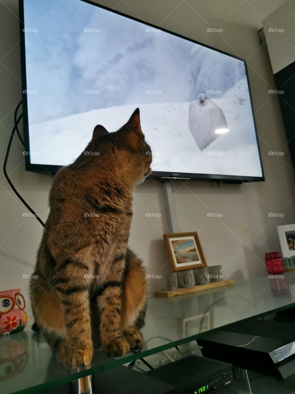 My cat watching tv about animals planet