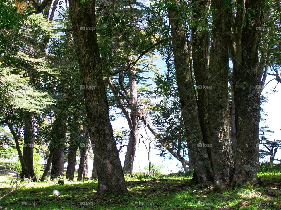 A clearing in the dense forests of Southern most part of Argentina in Lanin Nacional Park in Neuquen. Thick tree trunks, green leaves on heavy branches, indicate a healthy environment.