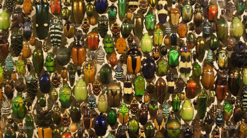 Beetle wall