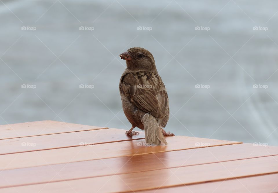 Little bird on a table
