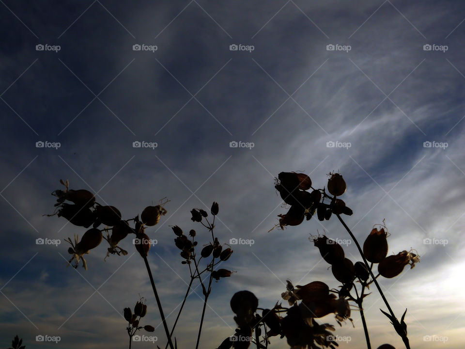 Low angle view of flowers silhouette  growing against cloudy sky at sunset in Berlin, Germany.