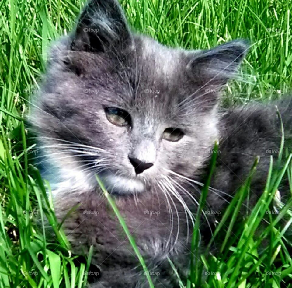 Gray kitty