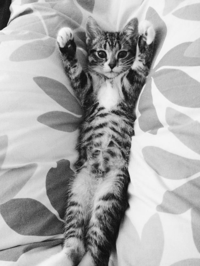 cat