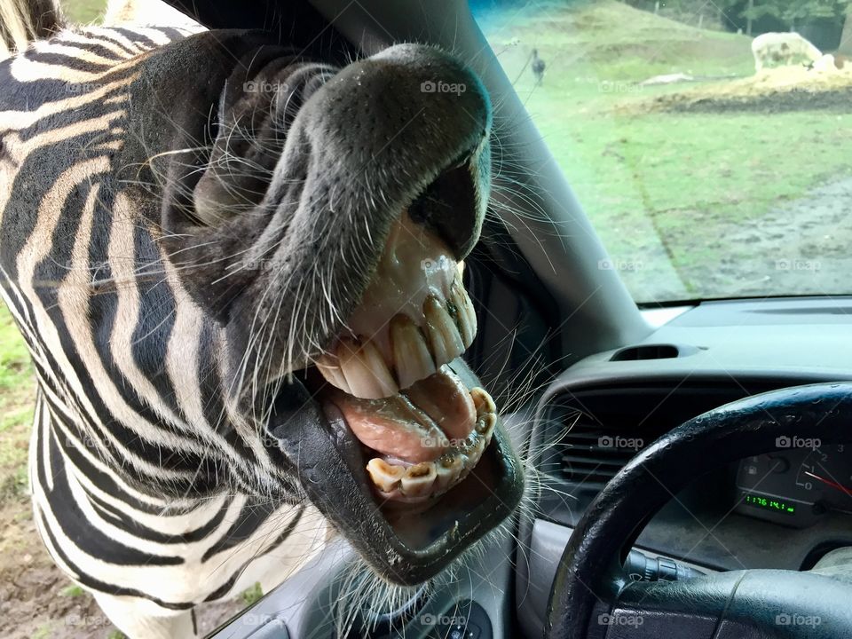Laughing zebra 