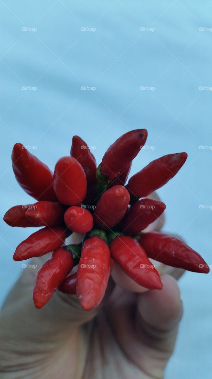 red chili