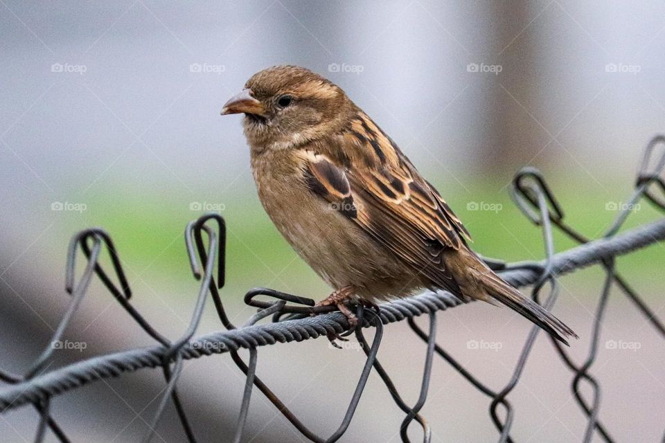 A sparrow on a wire fence