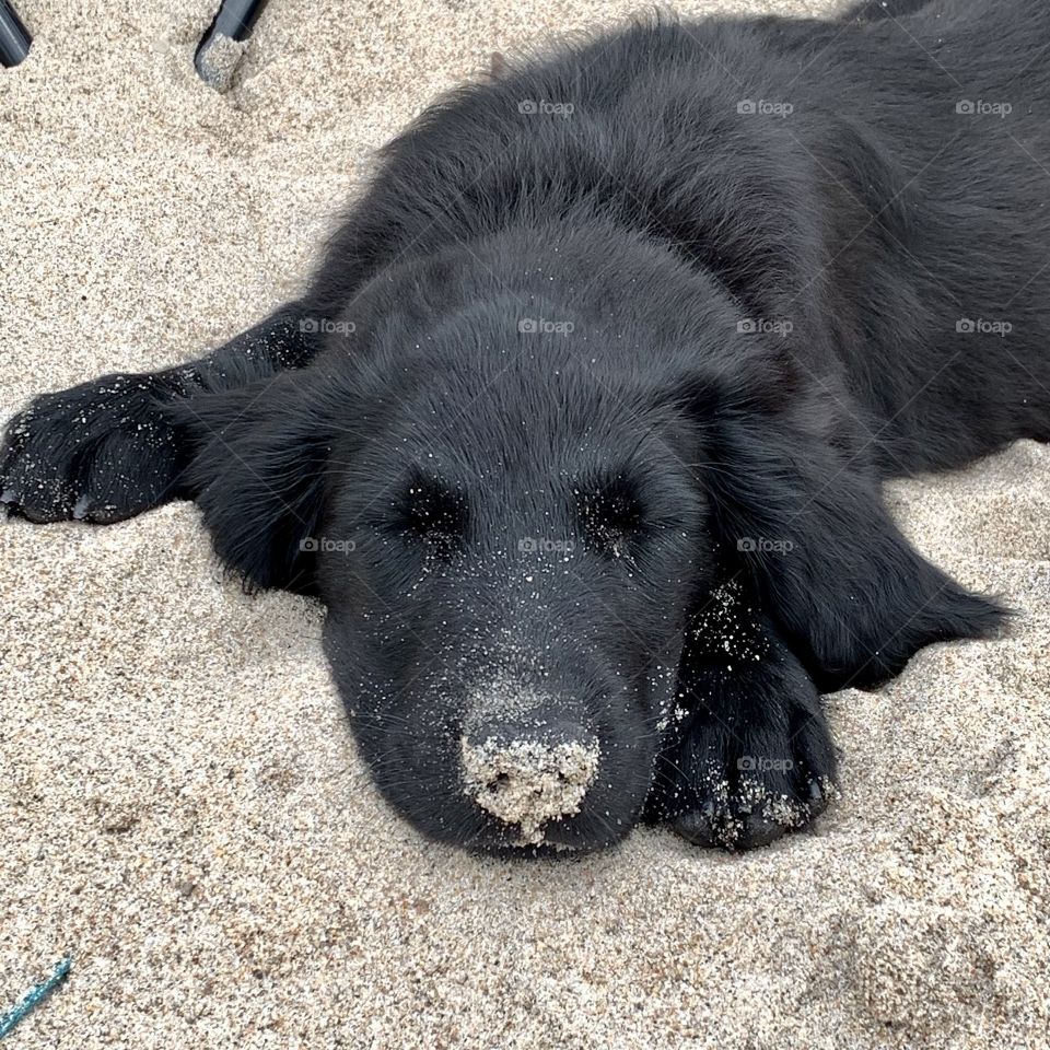 Dog loves sand