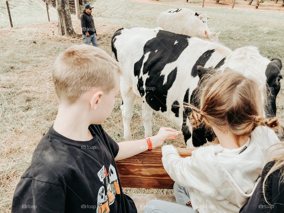 Petting cows