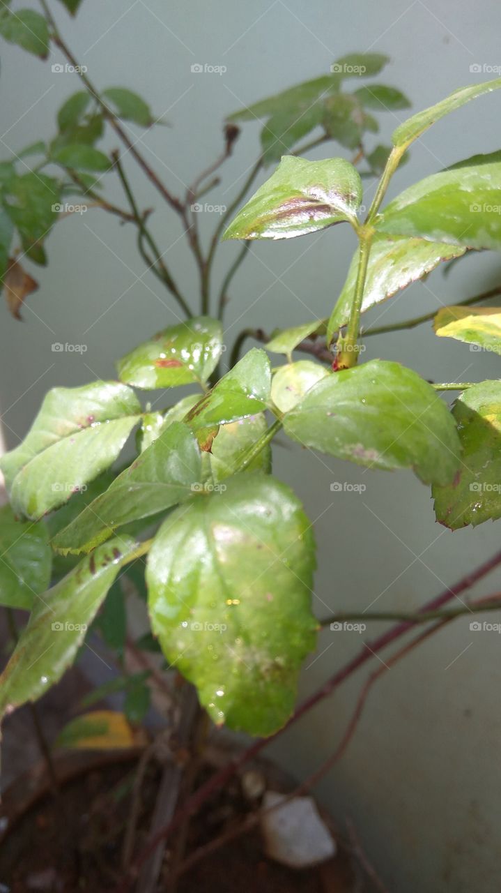 rain drops on the plants