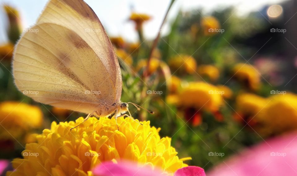 Bright photo of cute butterfly sitting on the flower