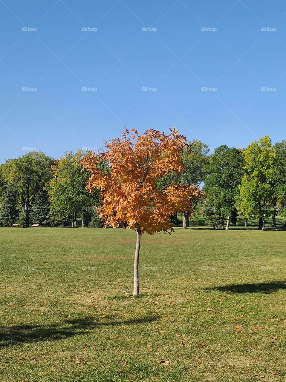 Autumn tree