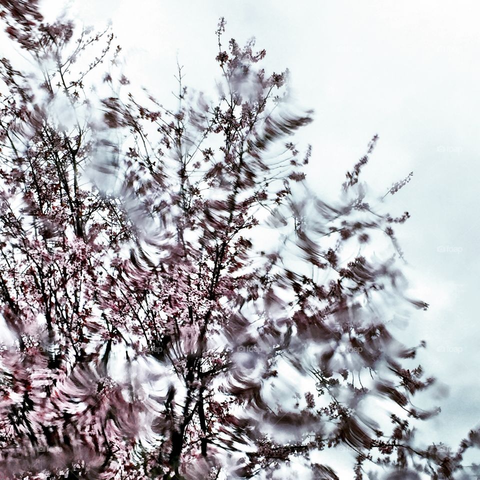 Branch, Tree, Season, Nature, Flower
