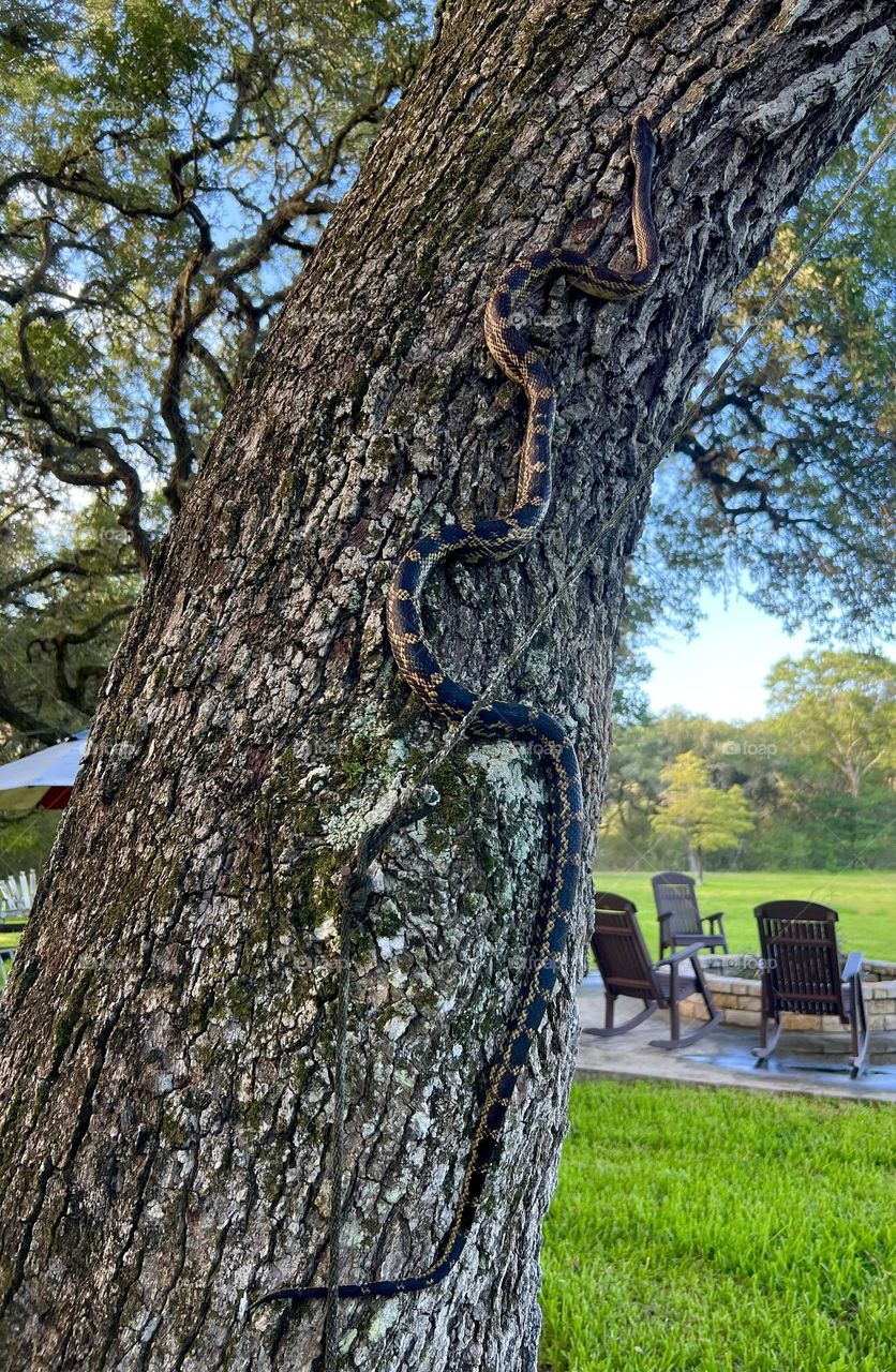 Six foot rat snake slithering up the live oak to have a rest from me and my dog 🐕