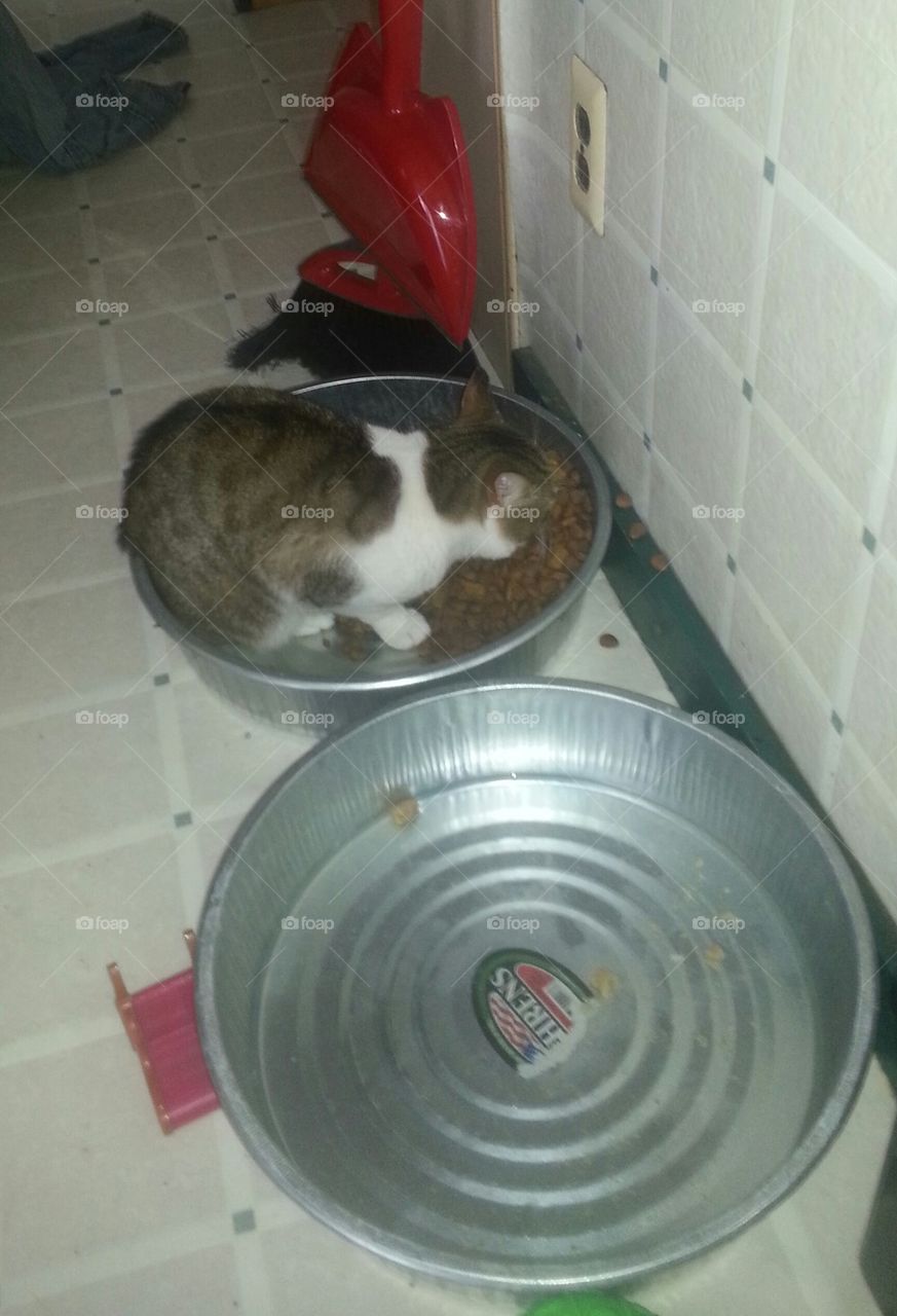 cat eating dog food