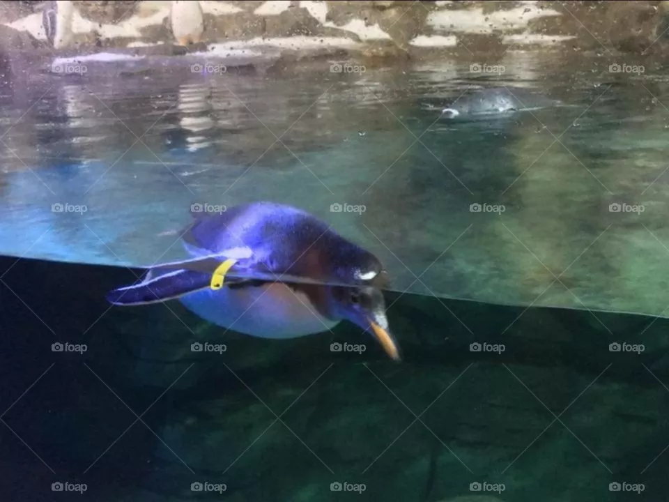 oceanografic