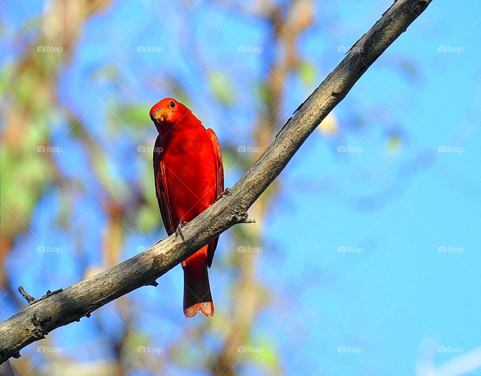 Summer Tanager