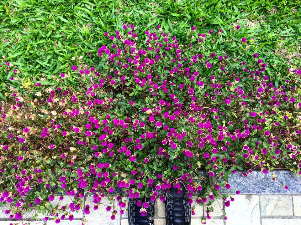 Flower bed on my way