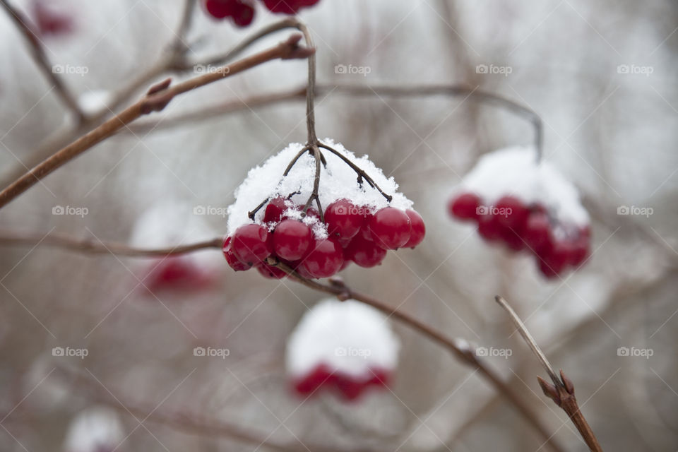 Winter, No Person, Snow, Berry, Branch