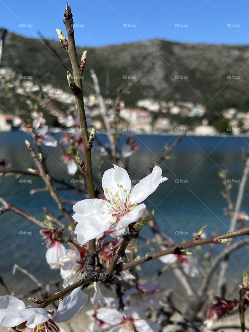 The new springtime blossoms from an almond tree by the calm blue Adriatic Sea on the Croatian Coast.