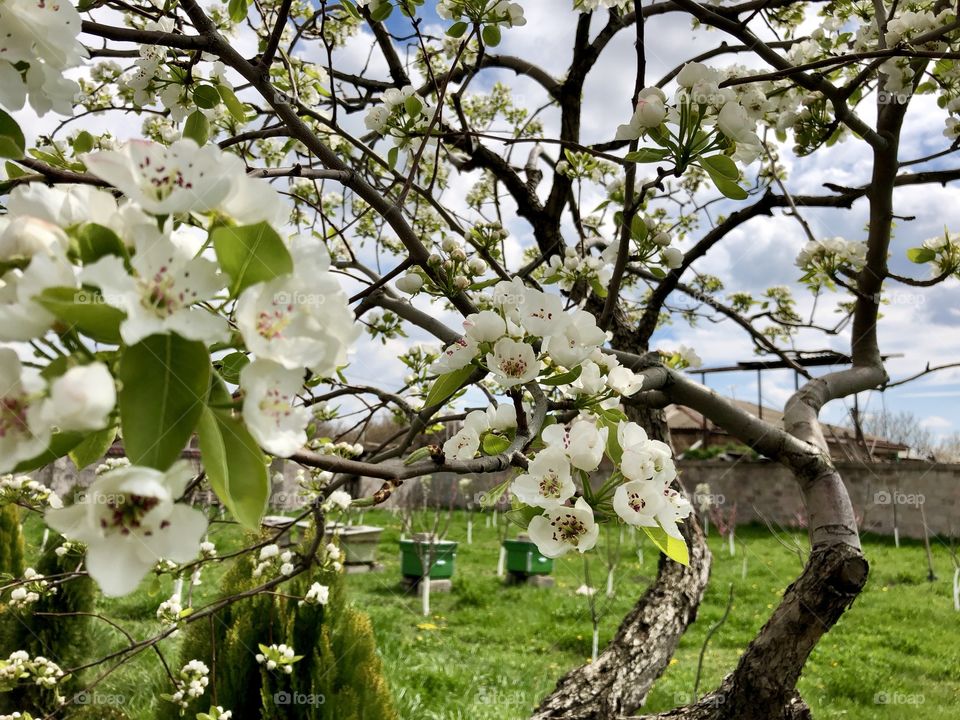 Garden/beehives/spring/bloom/pear flower 
