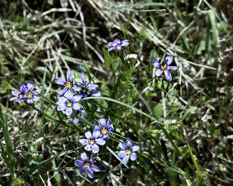 Purple wildflowers blooming in Texas