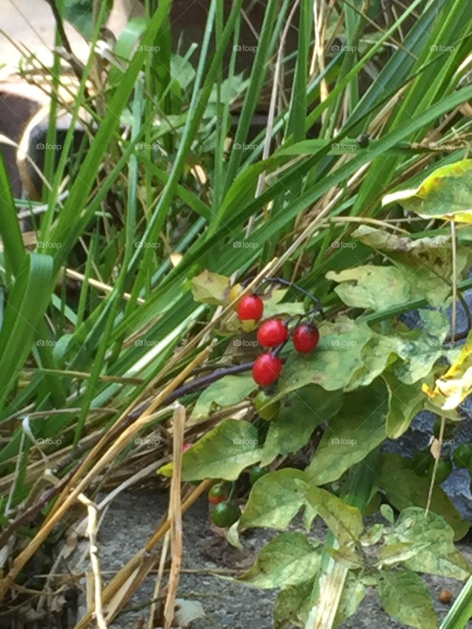 Berries in the grass 