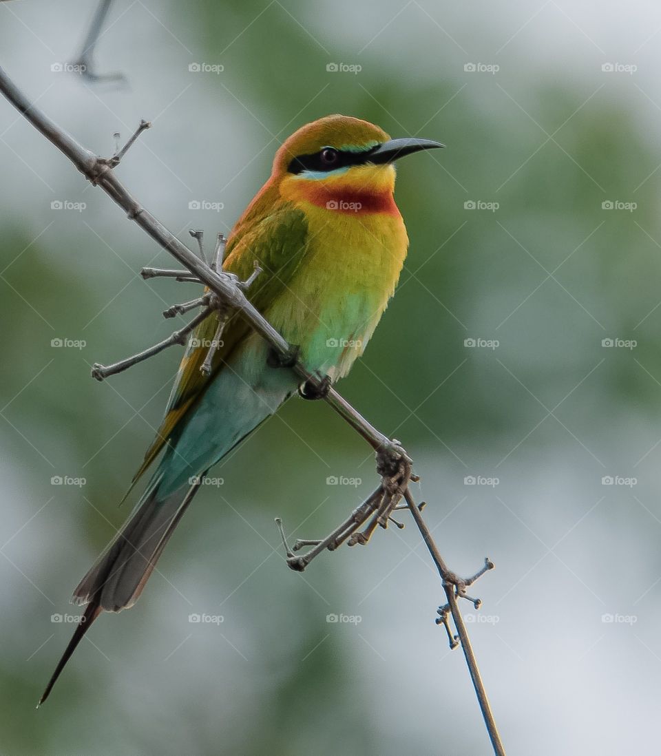 Blue-tailed Bee-eater