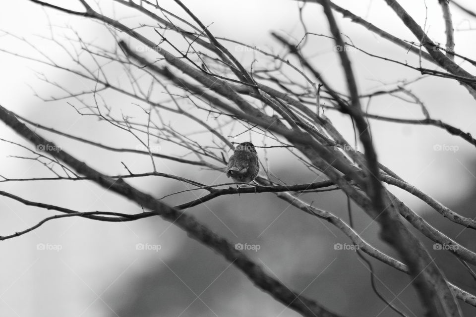 Lonely bird at a tree near to my dorm.