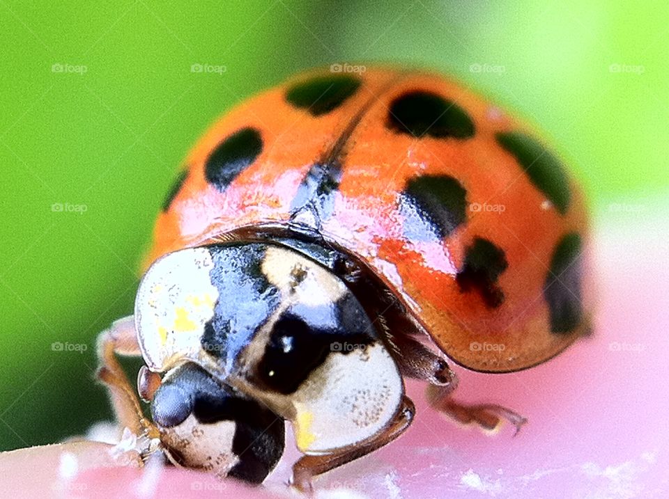 ladybug